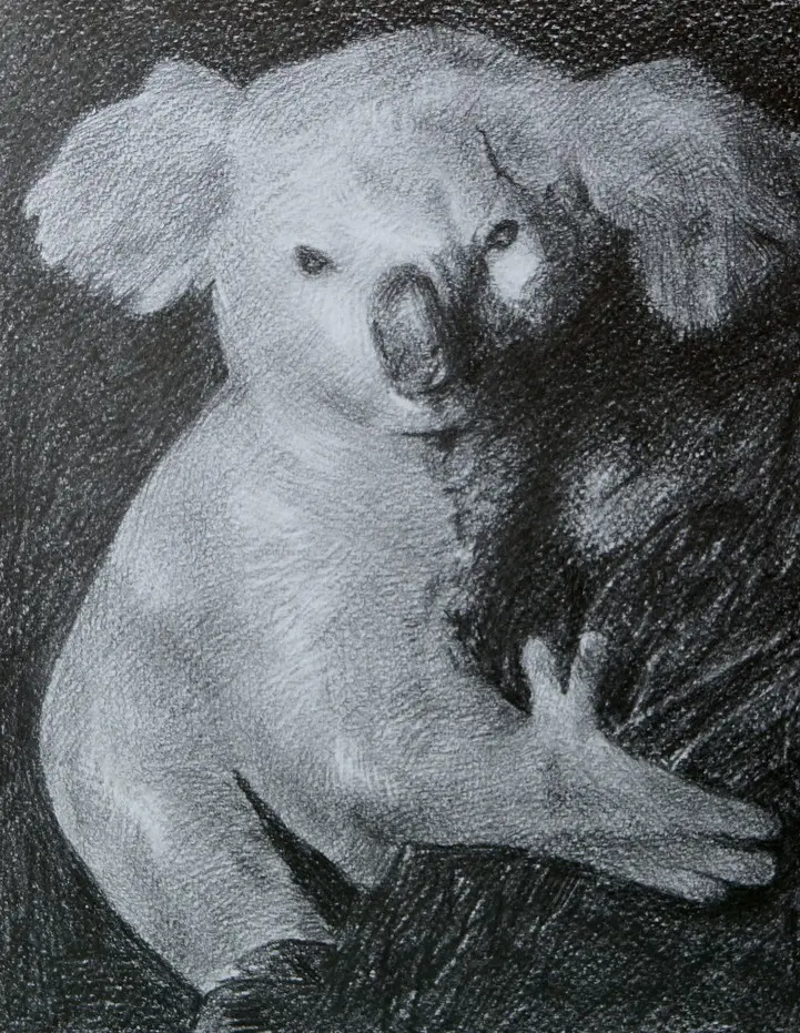 Коала — рисунка от галерията