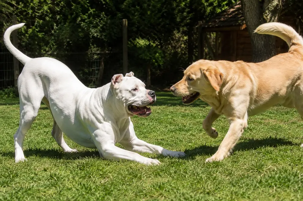 Dogo argentino se igra na dvorišču z labradorjem