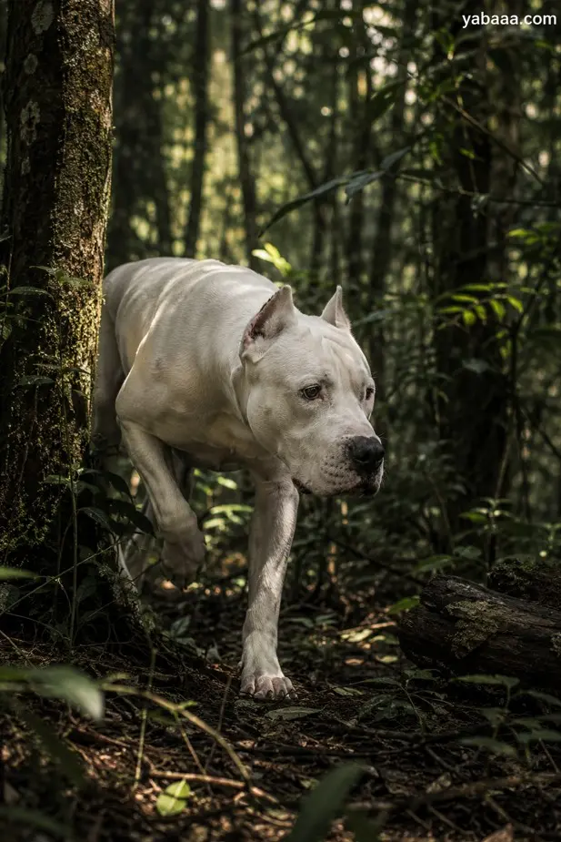 Dogo argentino previdno hodi skozi gost gozd