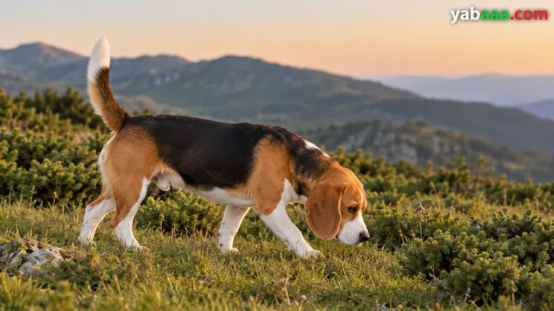 Tribojni beagle voha sled na gorskem travniku ob sončnem zahodu