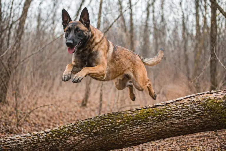 Белгийска овчарка Малиноа прескача дърво в гора