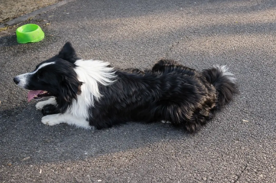Border koli teče po zeleni jasi, s črno-belim kožuhom in pozornim, zbranim pogledom.
