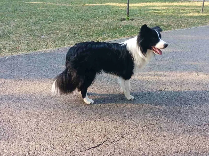 Border Collie v profilu v naravi