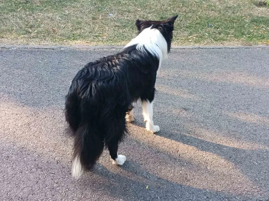 Border Collie od zadaj, ki razkazuje svojo čudovito dlako