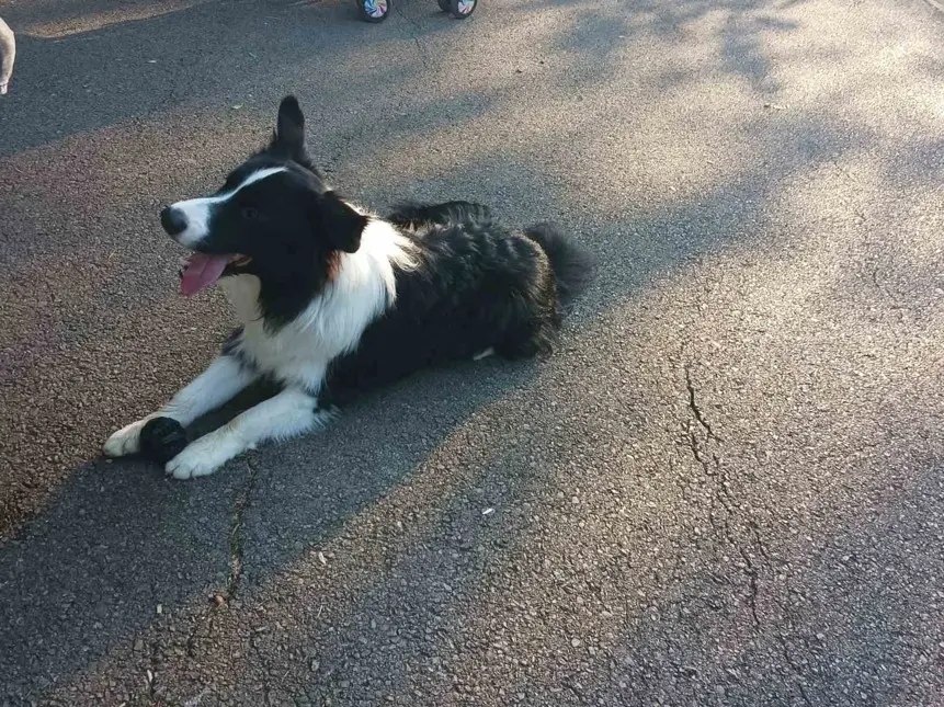 Border Collie v sproščenem položaju na asfaltu