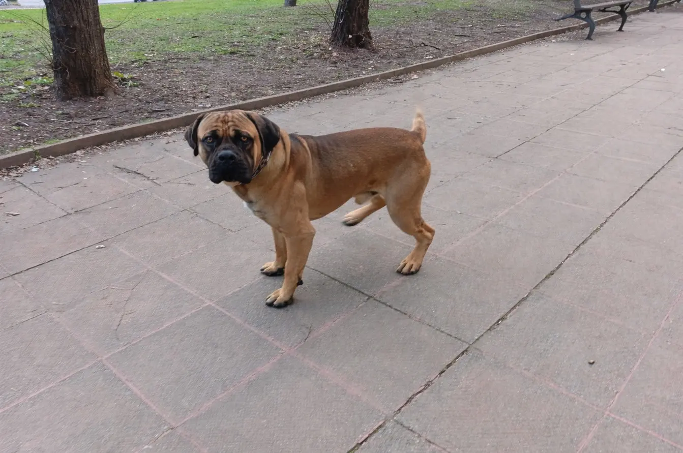 Bulmastif jelenje boje s tamnom maskom, stoji na stazi u gradskom parku – klasična poza koja pokazuje mišićavu građu pasmine