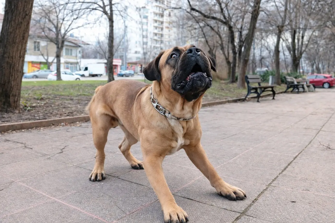 Bulmastif u karakterističnom stavu s lagano otvorenim ustima u gradskom parku – demonstracija budnosti i prisutnosti