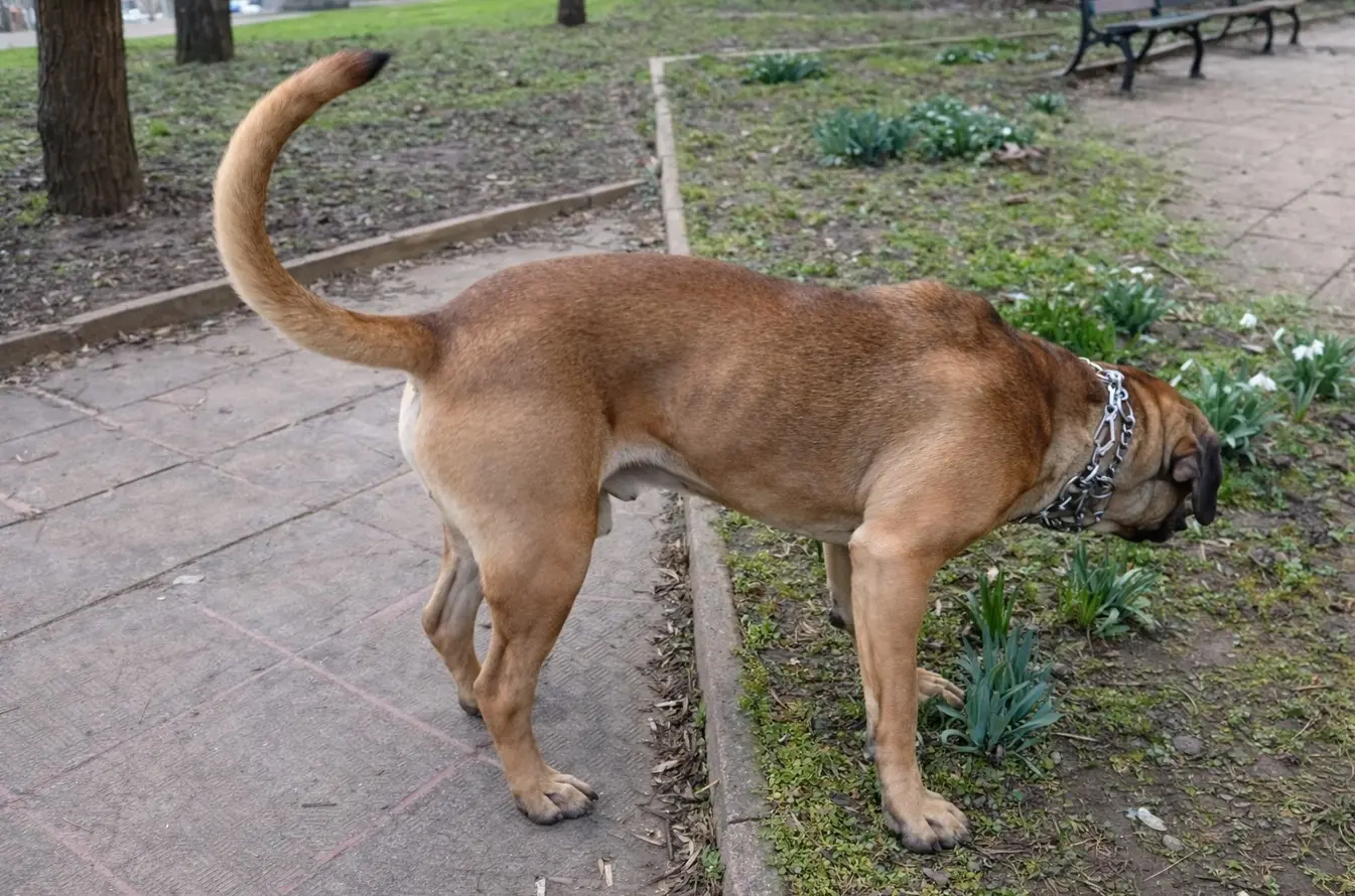 Bulmastif njuši tlo tijekom šetnje u gradskom parku – demonstracija tipičnog istraživačkog ponašanja pasmine
