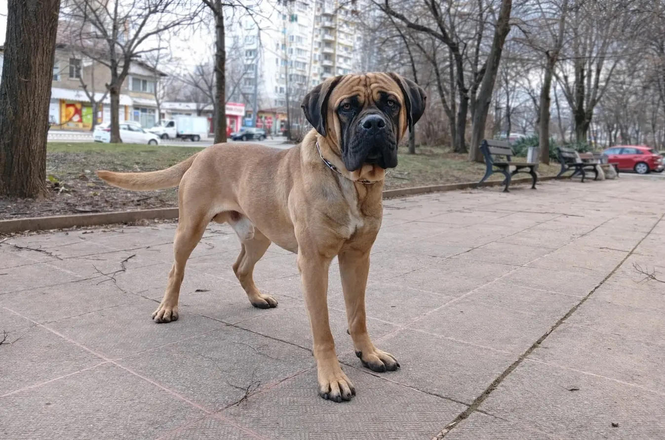 Bulmastif jelenje boje s crnom maskom, stoji uspravno u gradskom parku – prikaz cijelog tijela koji pokazuje tipičnu atletsku građu pasmine