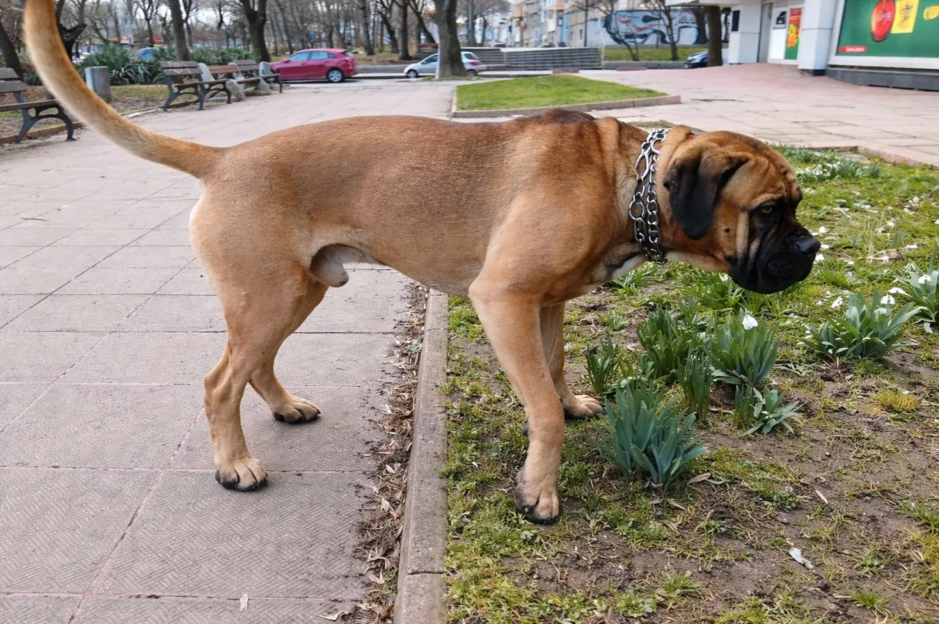 Mužjak Bulmastif šeta kroz vrtni park – mirno i samouvjereno ponašanje tipično za pasminu