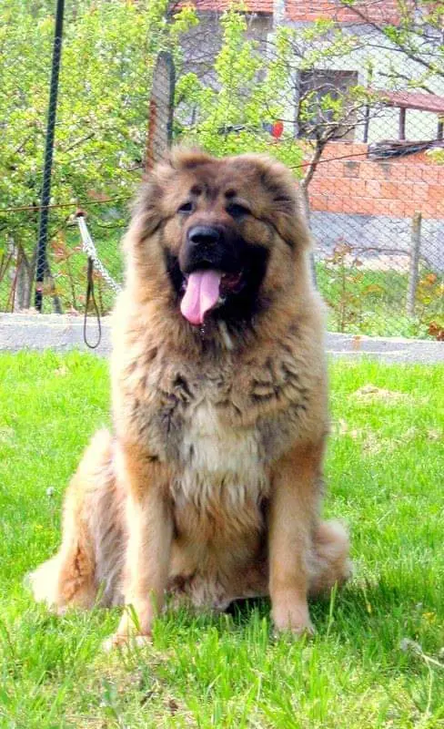 Kavkaški ovčar – sedi na vrtu, prikaz velikosti