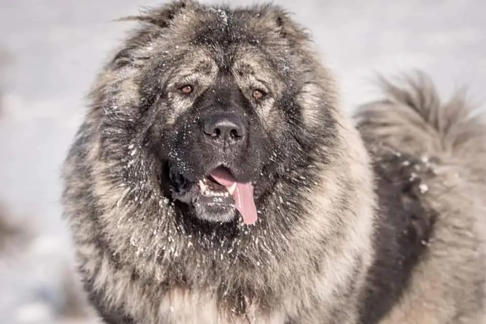 Kavkaški ovčar v zimskem prizoru - debela dlaka za hladno vreme