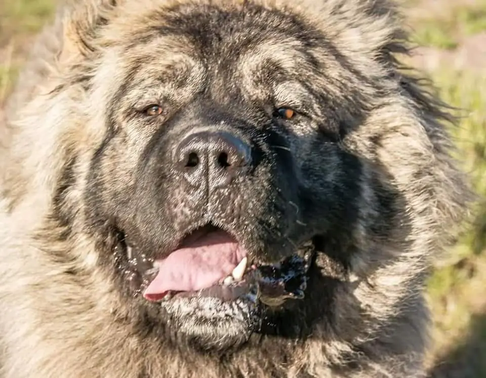 Kavkaski ovčar — krupni plan lica