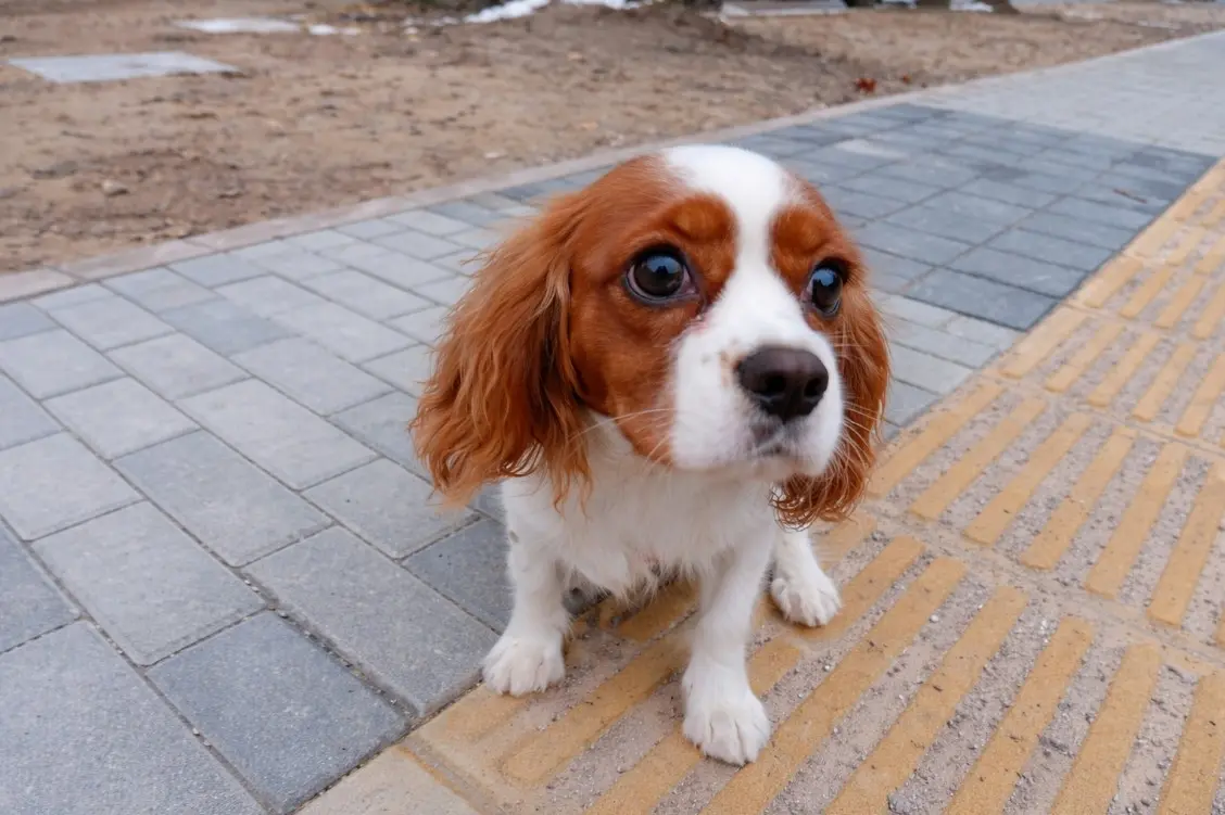 Кавалер Кинг Чарлз шпаньол с изразителни тъмни очи гледа нагоре от тротоара – характерният молещ поглед на породата