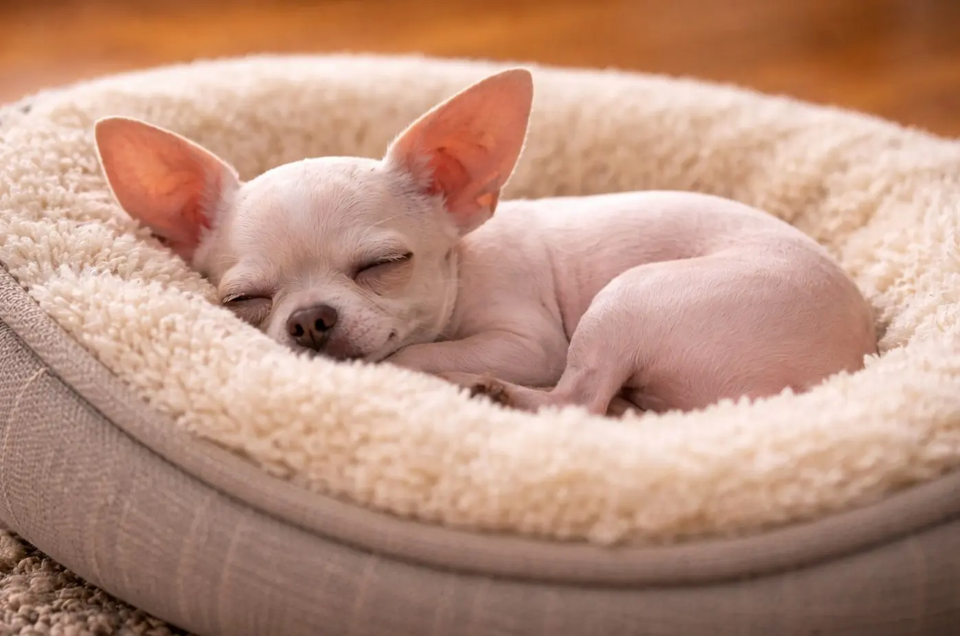 Čivava mirno spi v pasji postelji