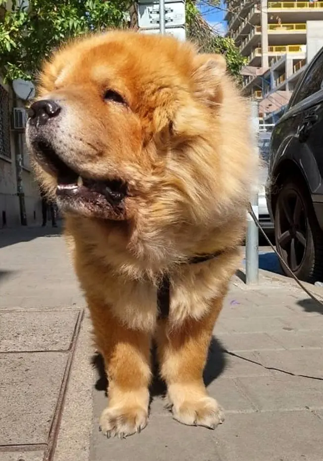 Portret Čau čau psa koji stoji na gradskoj ulici s ponosnim izrazom i pahuljastom zlatnom dlakom