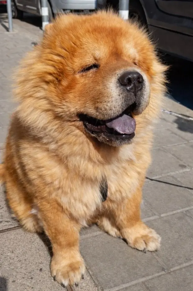 Čau čau pas sjedi na pločniku, gleda u kameru s plavo-crnim jezikom i zadovoljnim izrazom