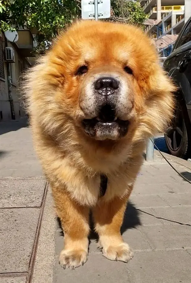Čau čau pas s pahuljastom zlatnom grivom, portret na gradskoj ulici u Sofiji, Bugarska