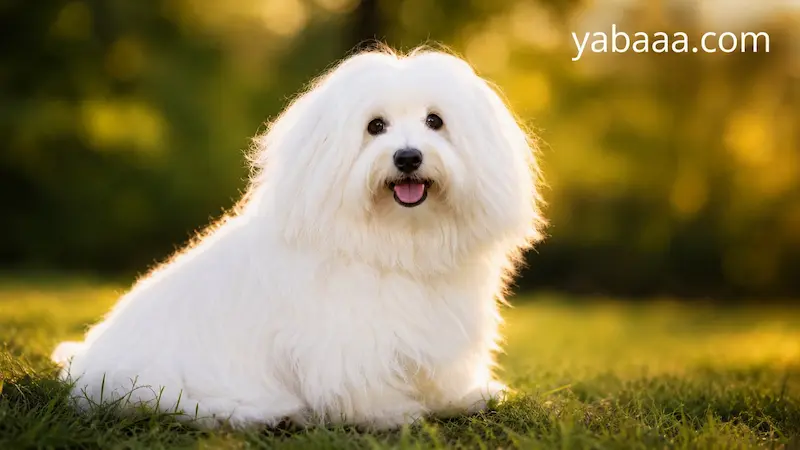 Coton de Tulear – bel, puhast portret na prostem