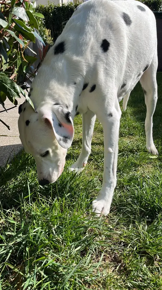 Dalmatinec pri hranjenju