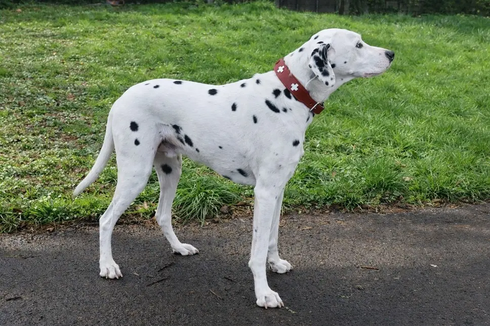 Dalmatinec v profilu