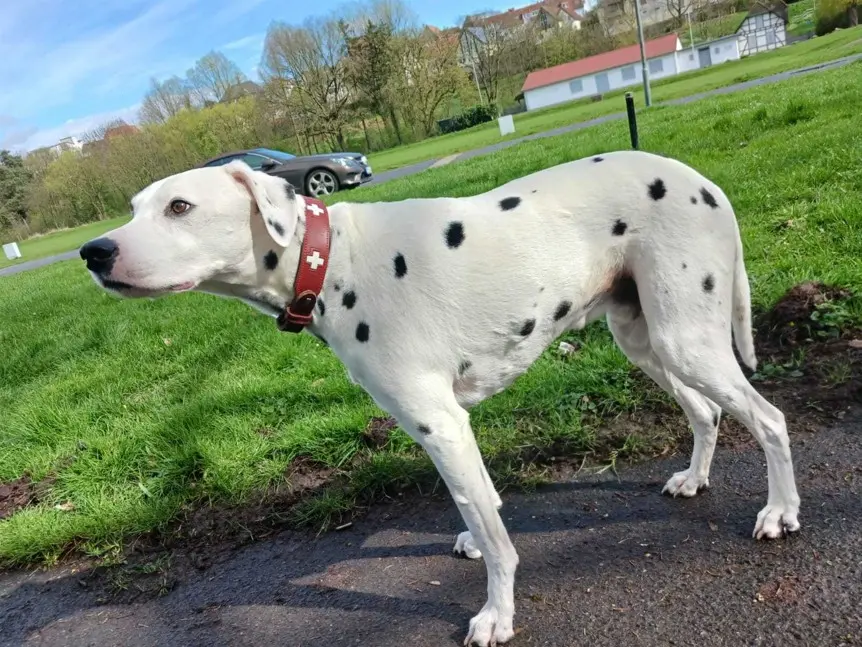 Dalmatinec v gibanju