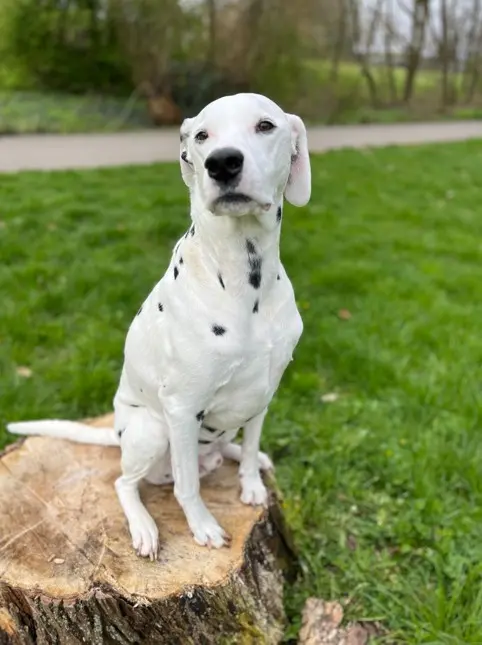 Dalmatinec čelni pogled