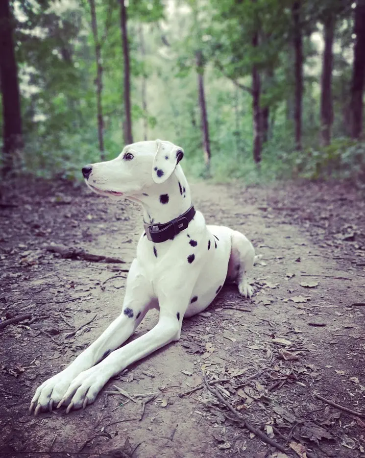 Dalmatinac leži na šumskoj stazi — prirodni portret