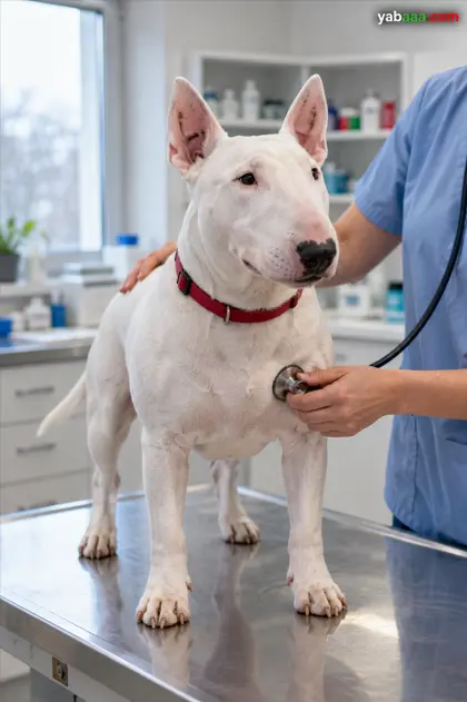 Bijeli bull terijer s crvenom ogrlicom na stolu za pregled dok mu veterinar stetoskopom osluškuje srce