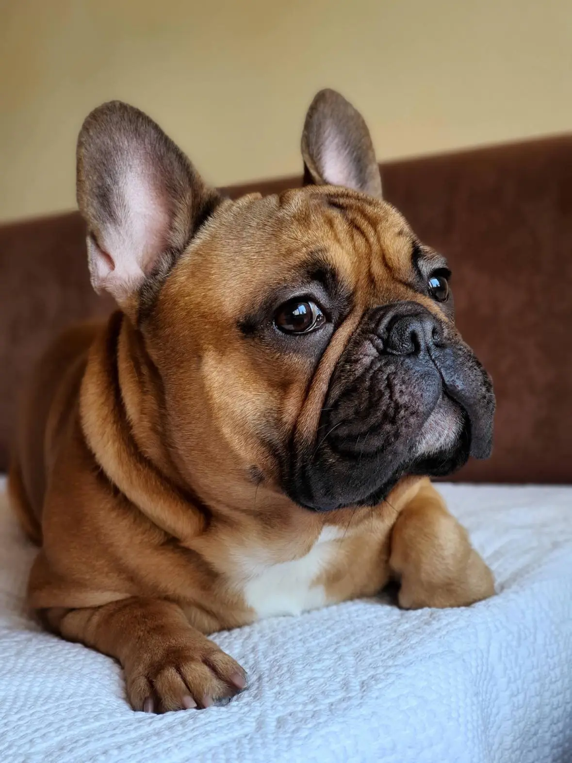 Portret Francoski buldog