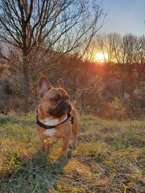 Francoski buldog ob sončnem zahodu v naravi