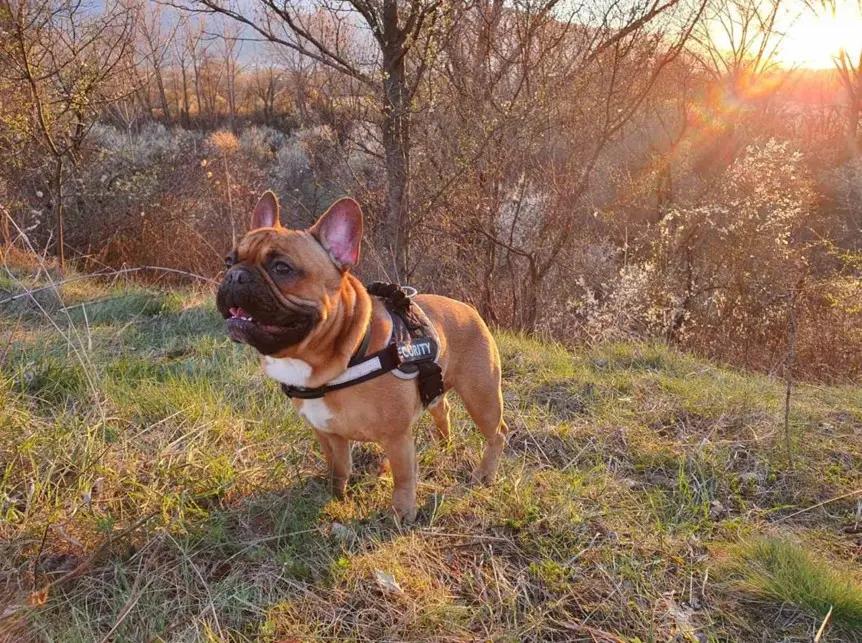 Francoski buldog ob sončnem zahodu