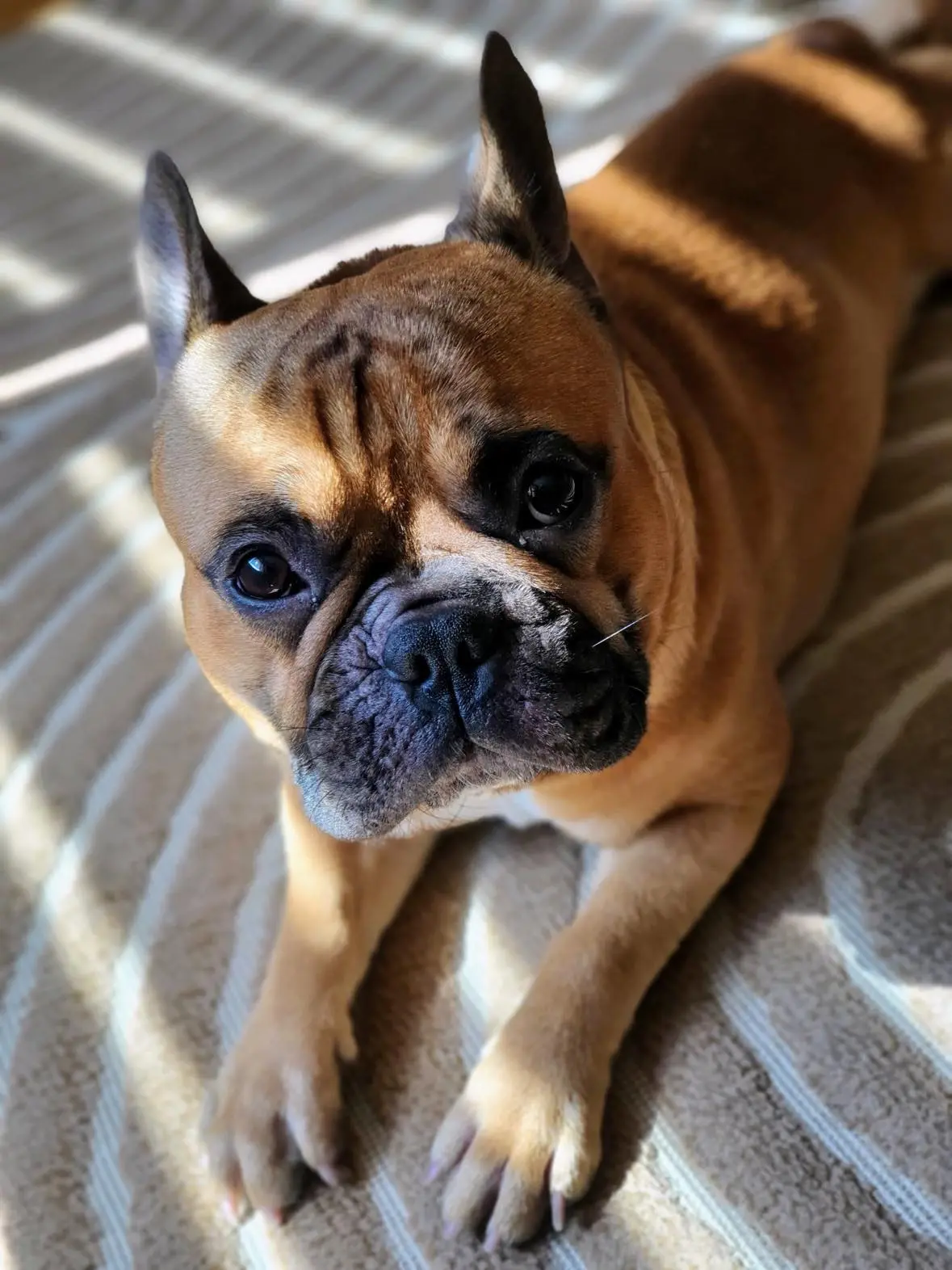 Portret francoskega buldoga