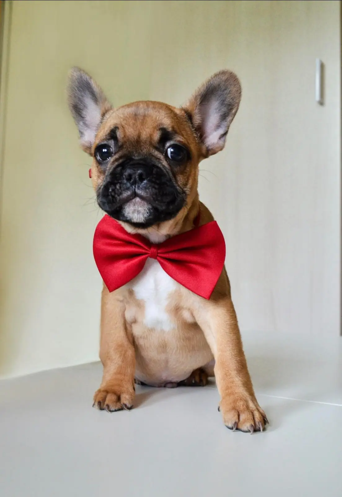 Mladič Francoski buldog s pentljo