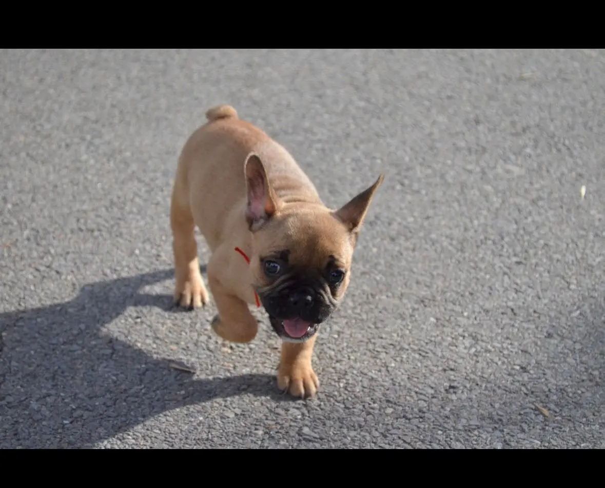 Mladič Francoski buldog teče