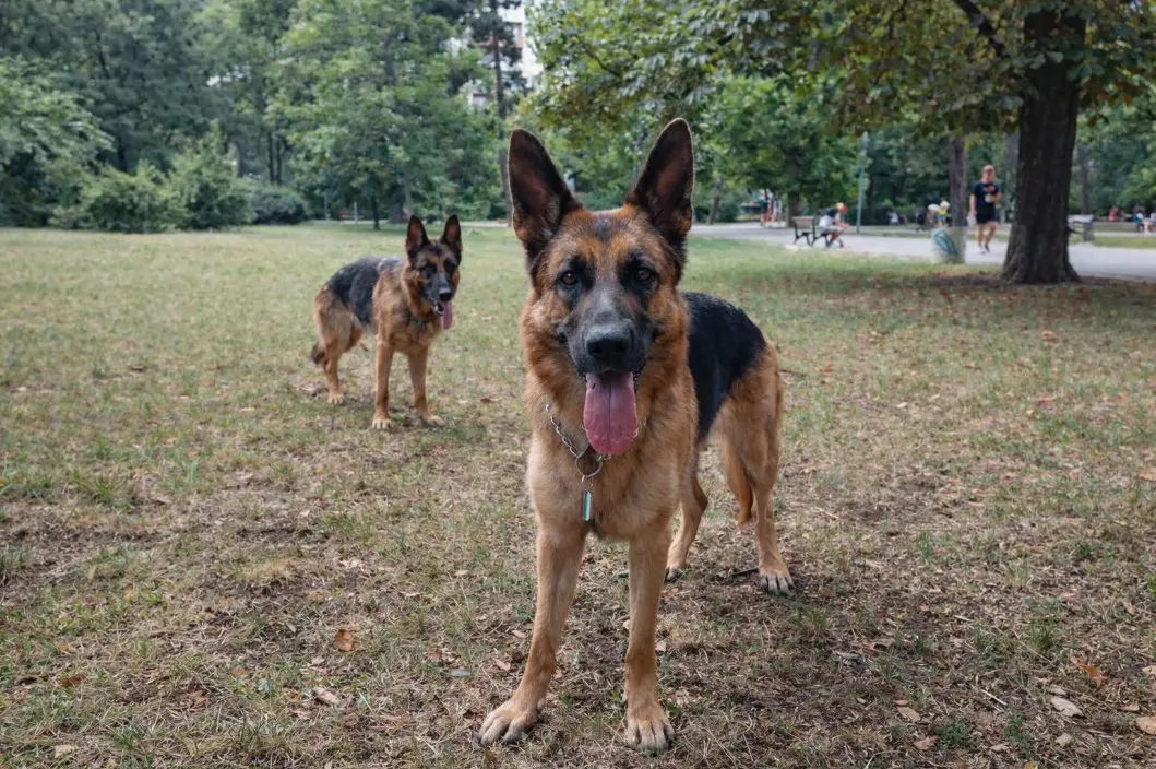 Dva nemška ovčarja v parku