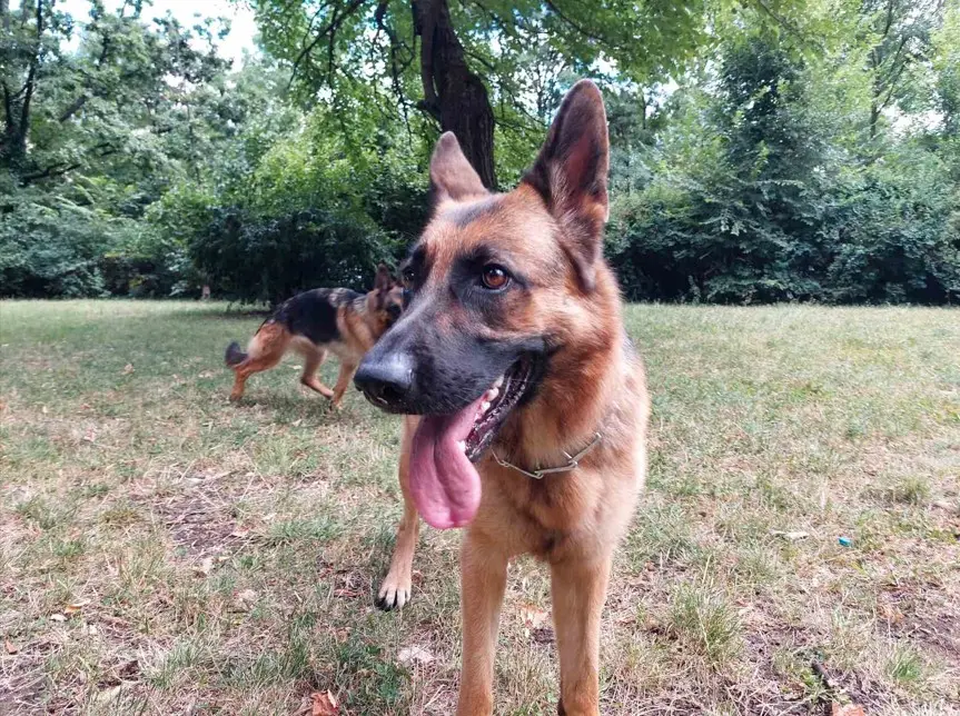 Dva Nemška ovčarja se igrata na prostem