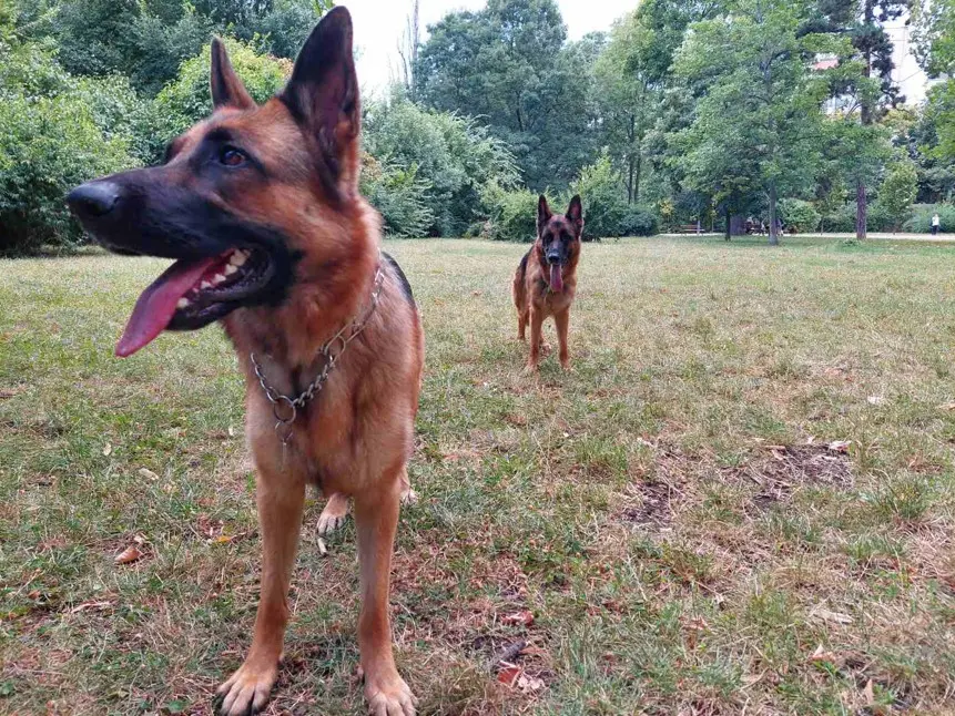 Nemški ovčar pokaže atletično postavo