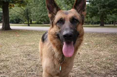 Nemški ovčar v parku – inteligentna pasma primerna za šolanje za tartufe