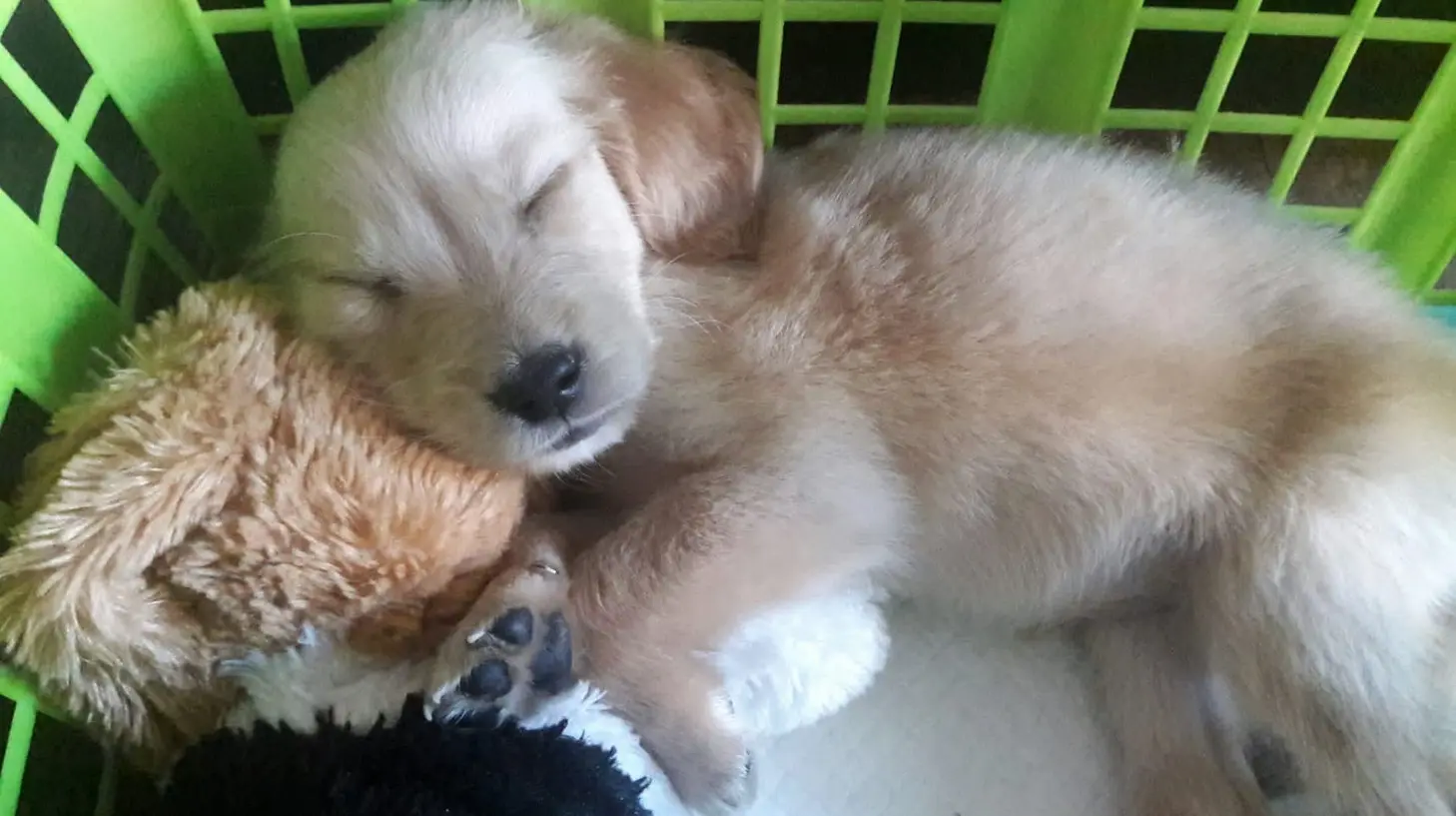 Mladič zlatega prinašalca spi v košari