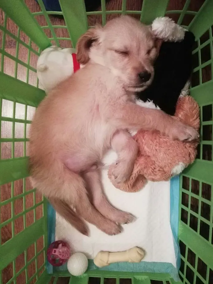 Majhen mladiček zlatega prinašalca v košari