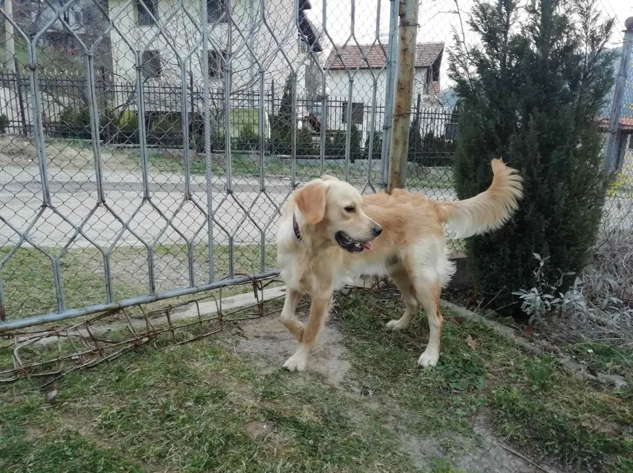 Zlati prinašalec na dvorišču