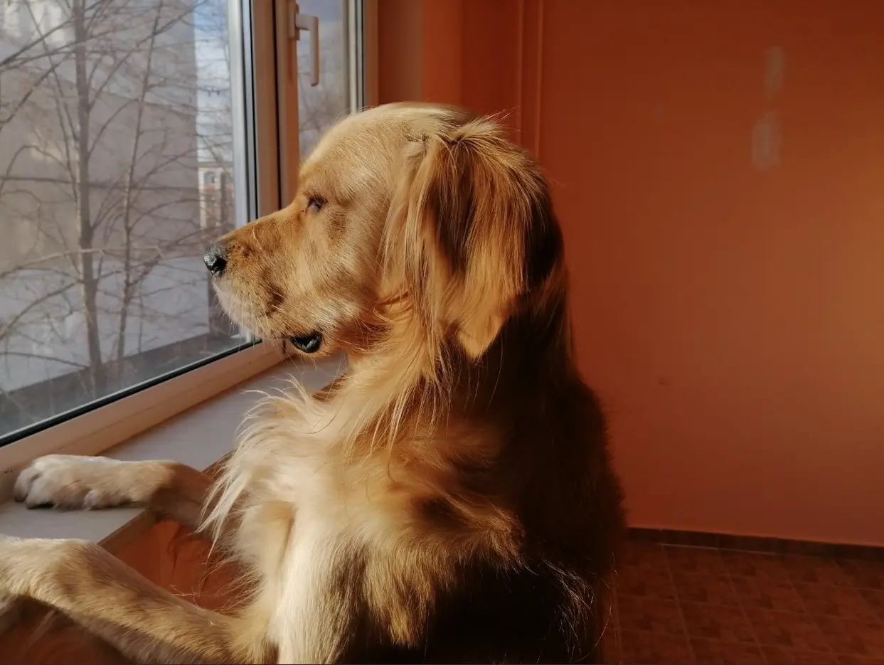 Zlati prinašalec gleda skozi okno