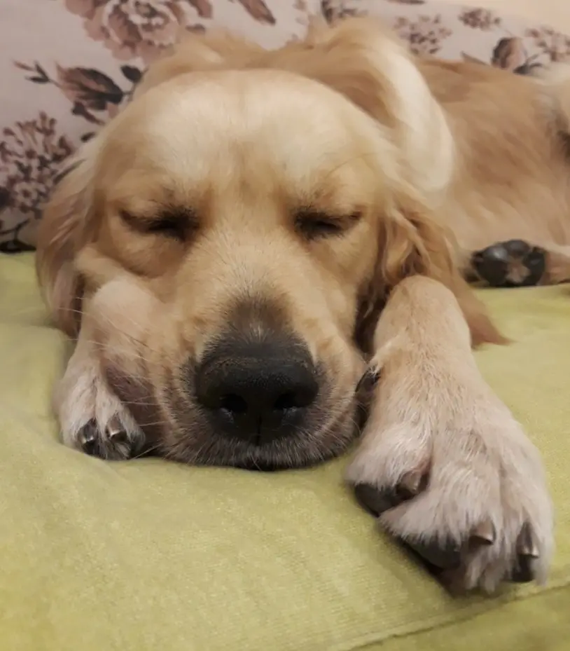 Speči zlati prinašalec