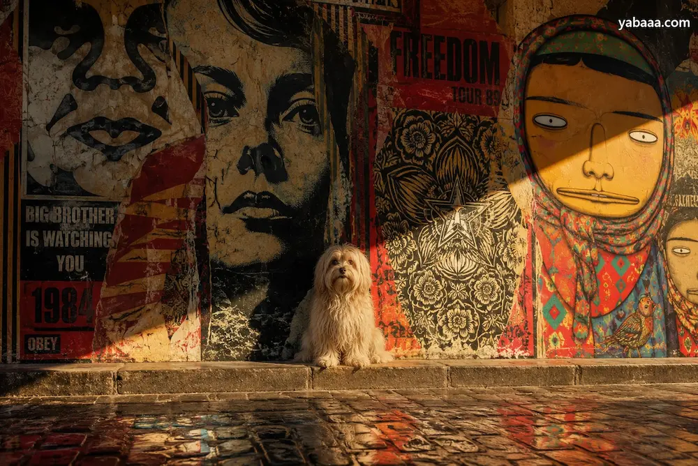 Бяла хаванска болонка седи пред стена с цветен street art в градска среда