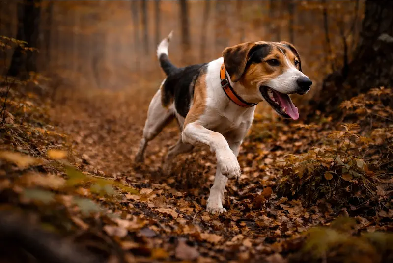 Gonič trči jesenskom šumskom stazom s podignutom glavom prateći trag divljači
