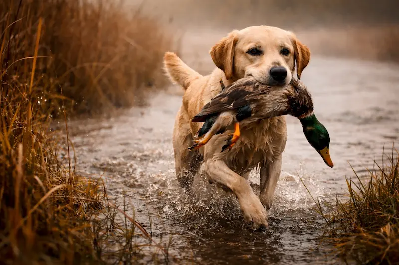 Žuti labrador retriver aportira patku mallard u plitkoj vodi tijekom lova