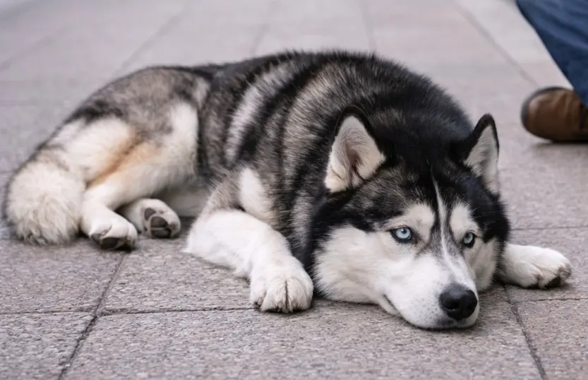 Sibirski Haski z enim modrim in enim rjavim očesom leži sproščeno na kamnitih ploščah z melanholičnim pogledom