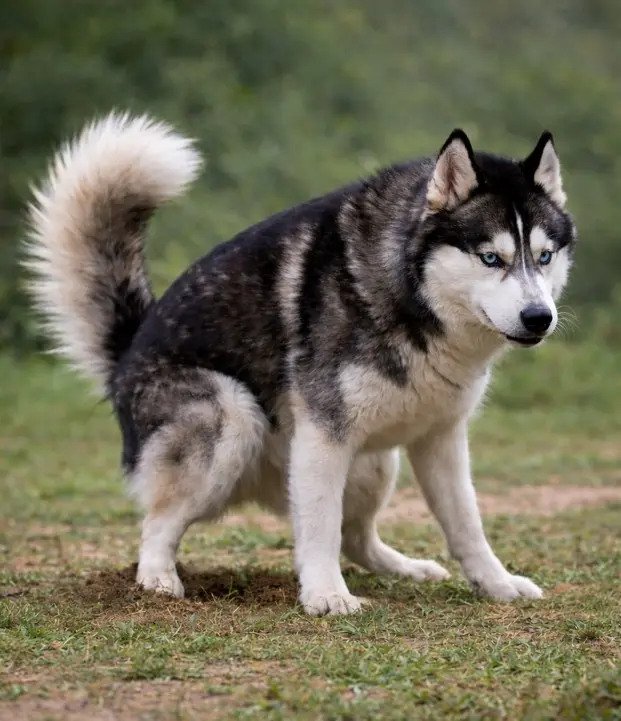 Sibirski Haski v značilni pozi med opravljanjem potrebe na zeleni travi — naravno vedenje na prostem