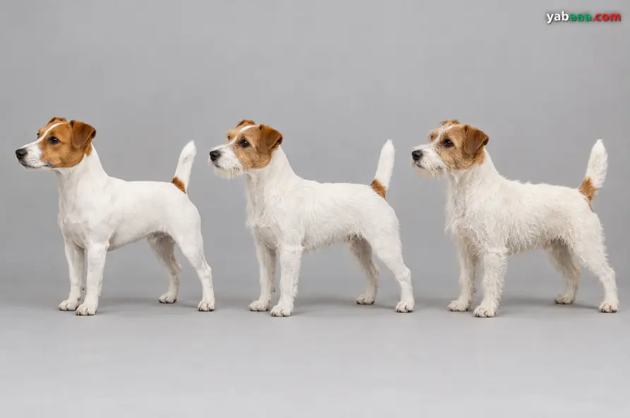 Trije psi pasme jack russell terrier v profilu, od leve proti desni z gladko, broken in ostro dlako